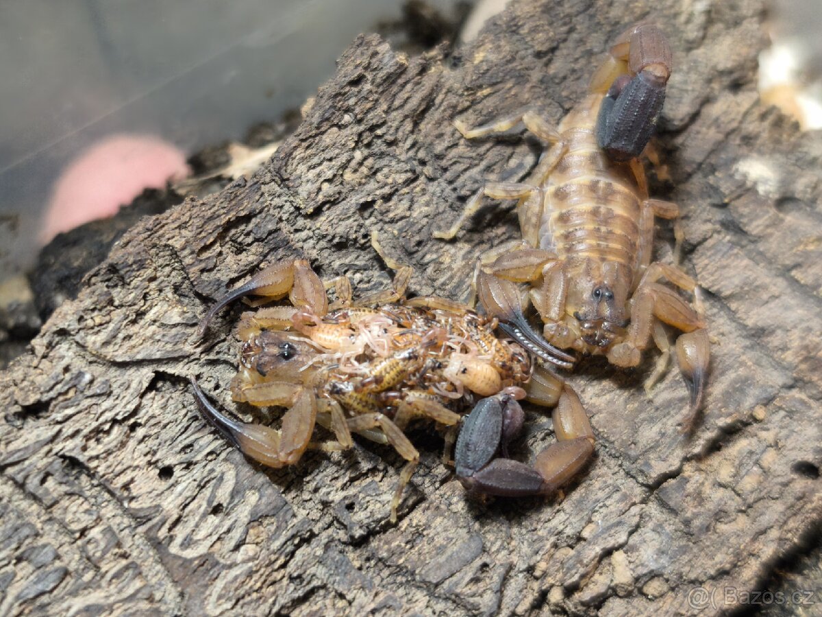 Hadogenes Paucidens scorpion štíři šváby - 3