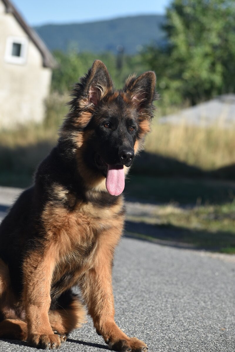 Německý ovčák s PP - 3