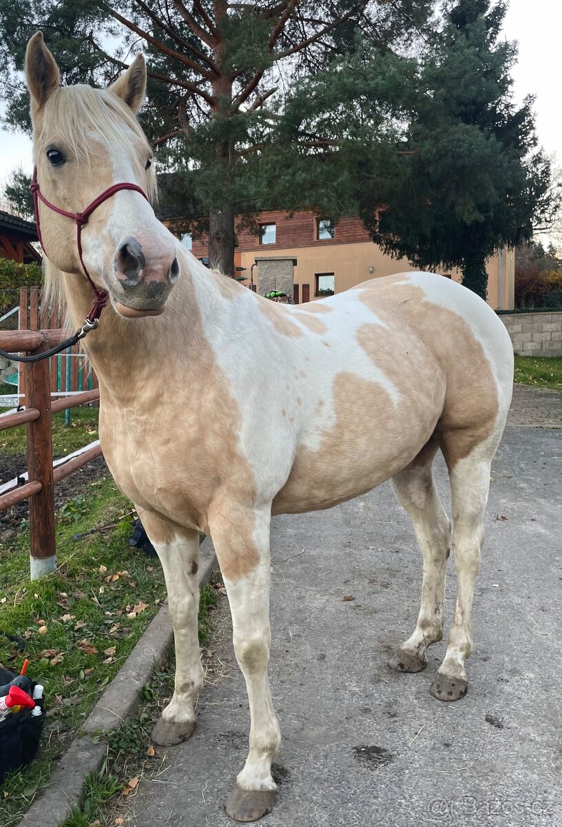 Desetiletá klisna APH - 3