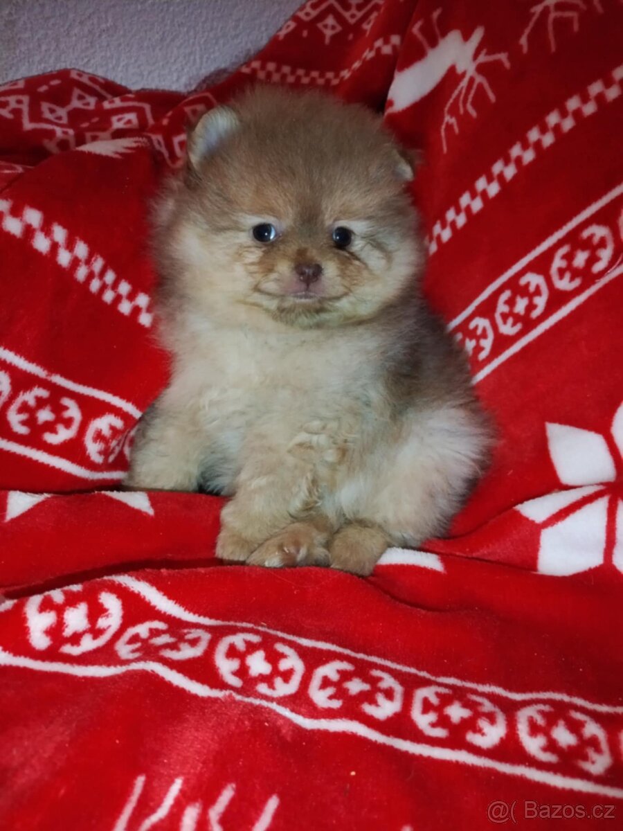 Pomeranian TOP fenečka a pejsek světlé barvy - 3