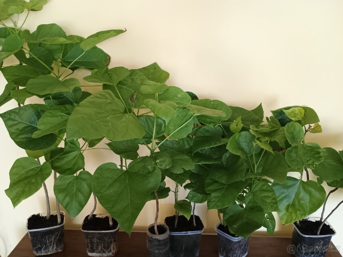 Katalpa trubačovitá sazenice - 3