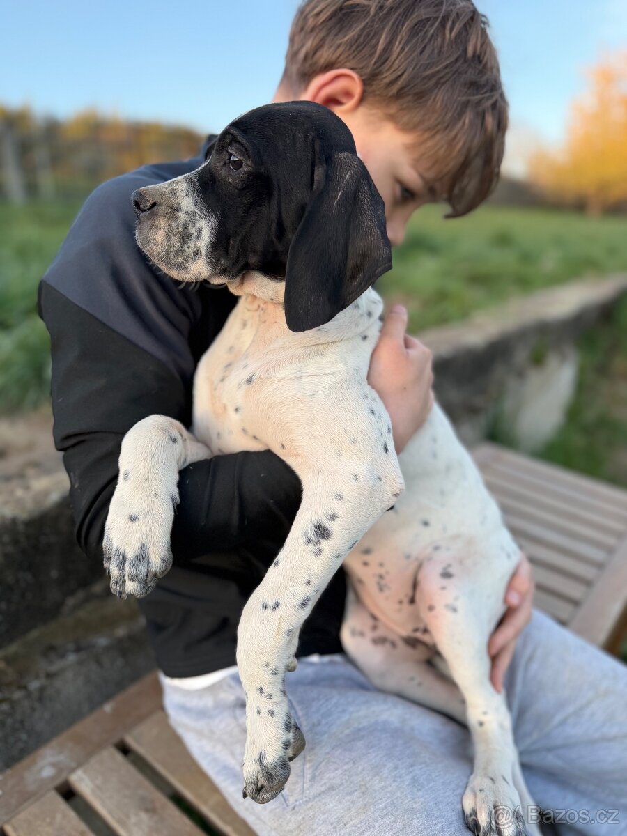 Fenky pointer s PP - 3