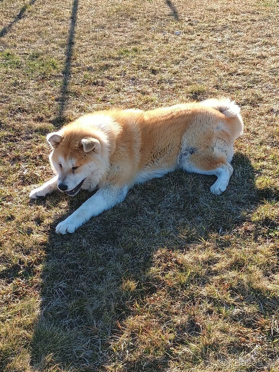 Akita Inu - 3