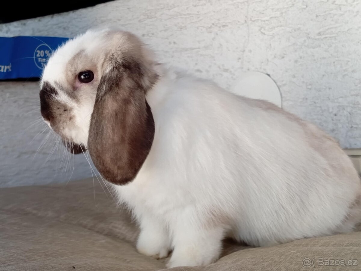 Samička Zakrslý Beránek MiniLop ❤️🍀 - 3