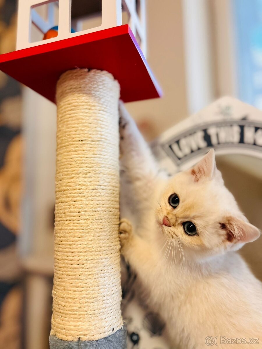 Britská koťátka činčily k odbery hned - 3