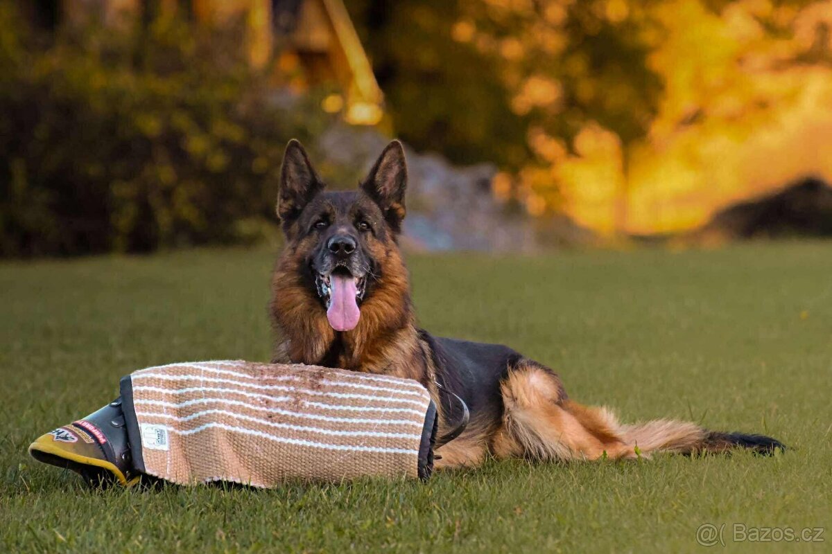 německý ovčák - nádherné štěně fenka - 3