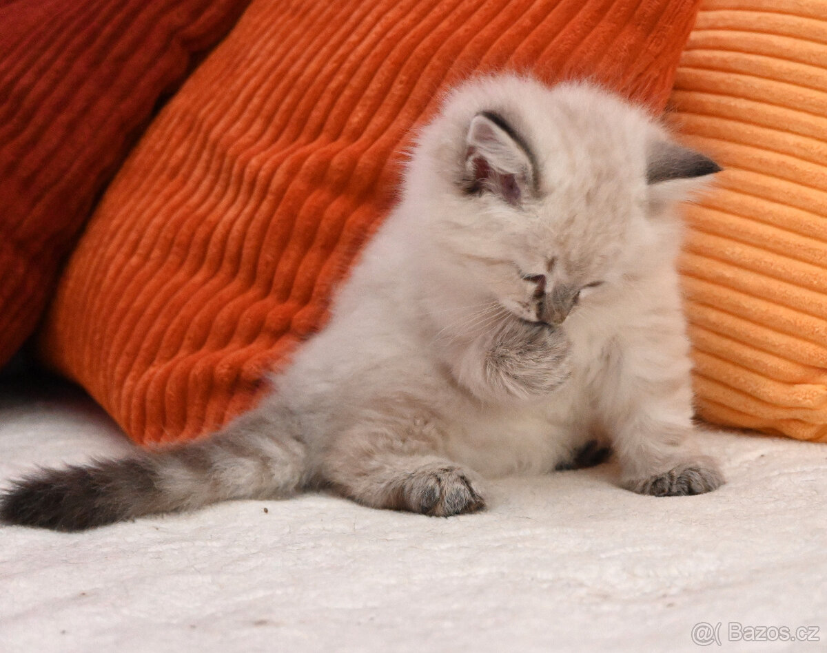 Kocourek Chavier - 3