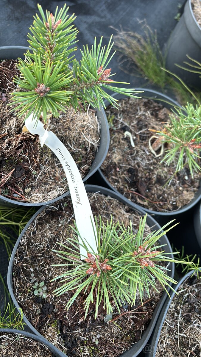 Borovice c2 doprava - 3