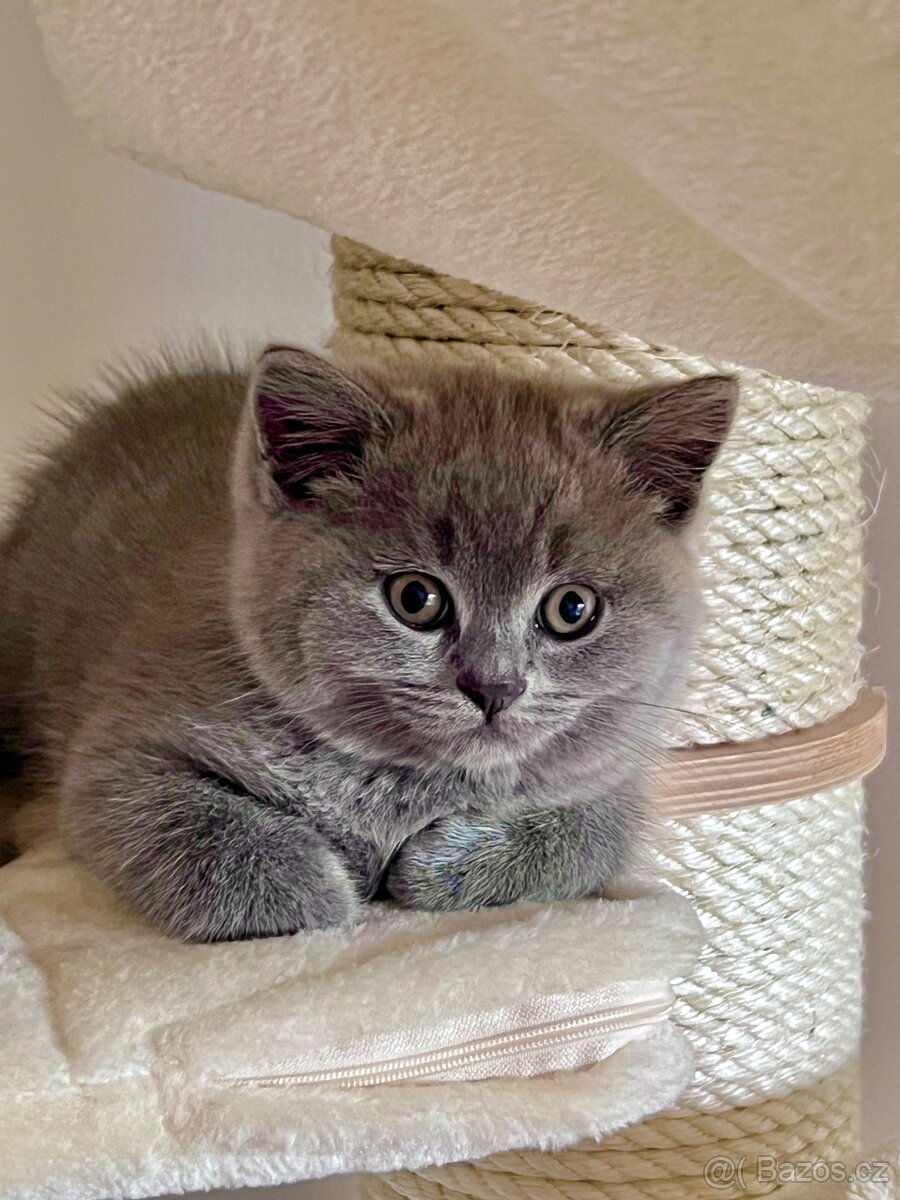 Britské modré kotě - 3
