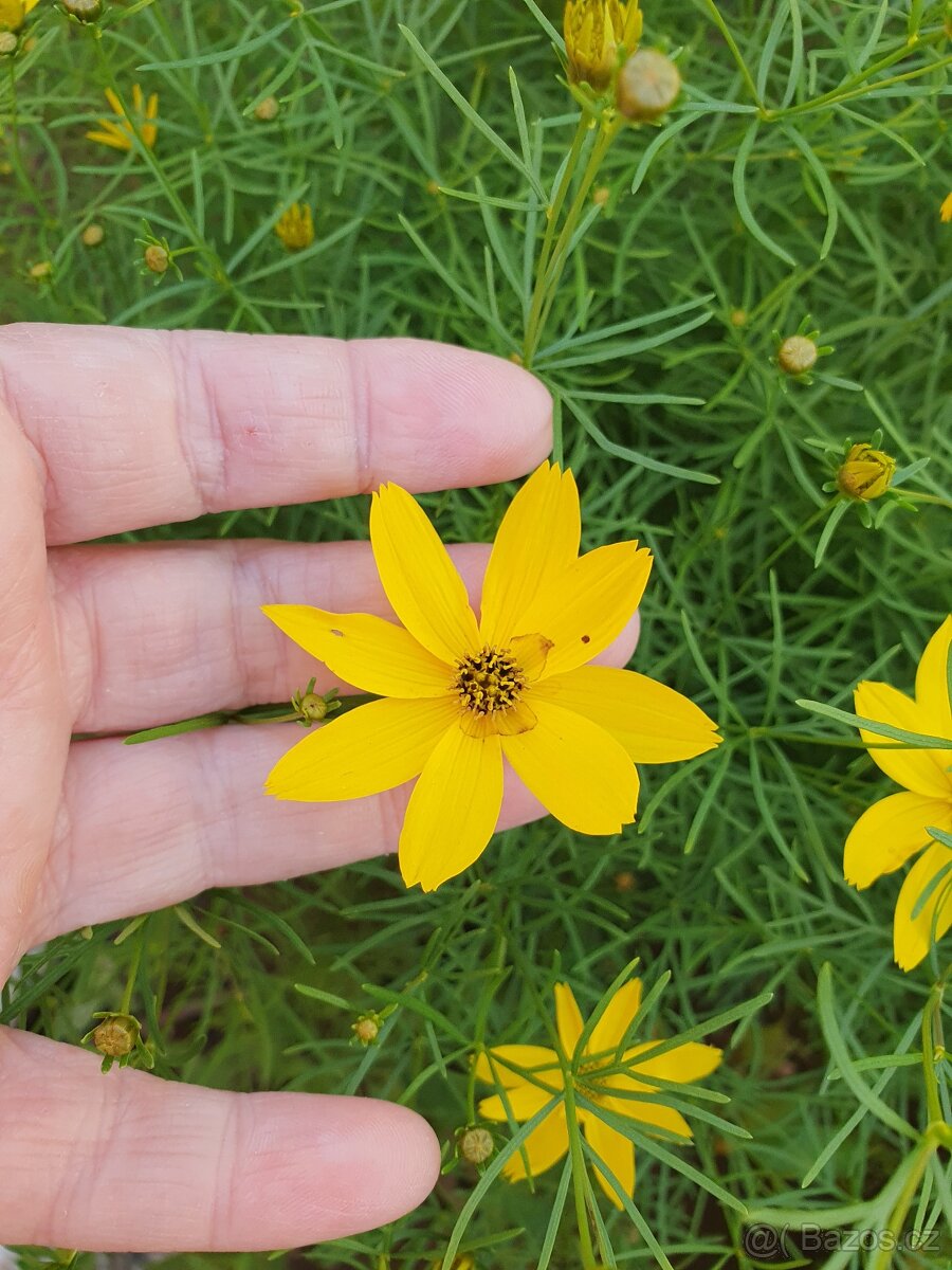 Krásnoočko přeslenité - 3