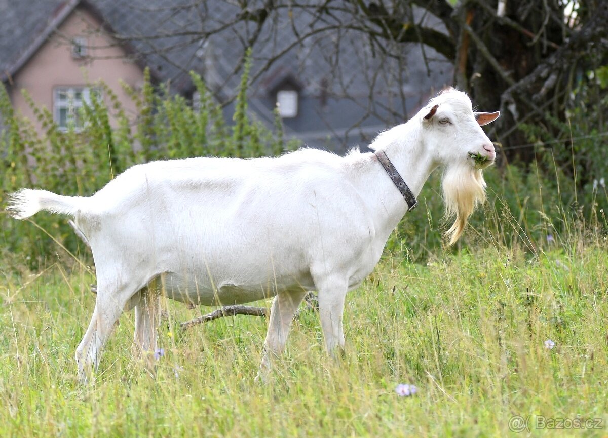 Kozel bílý krátkosrstý s POP - 3