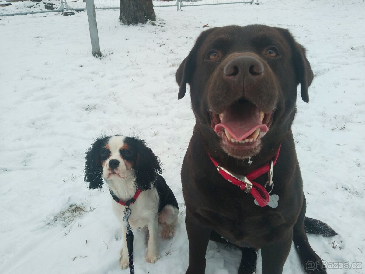 Labradorský retrívr s PP krytí - 3