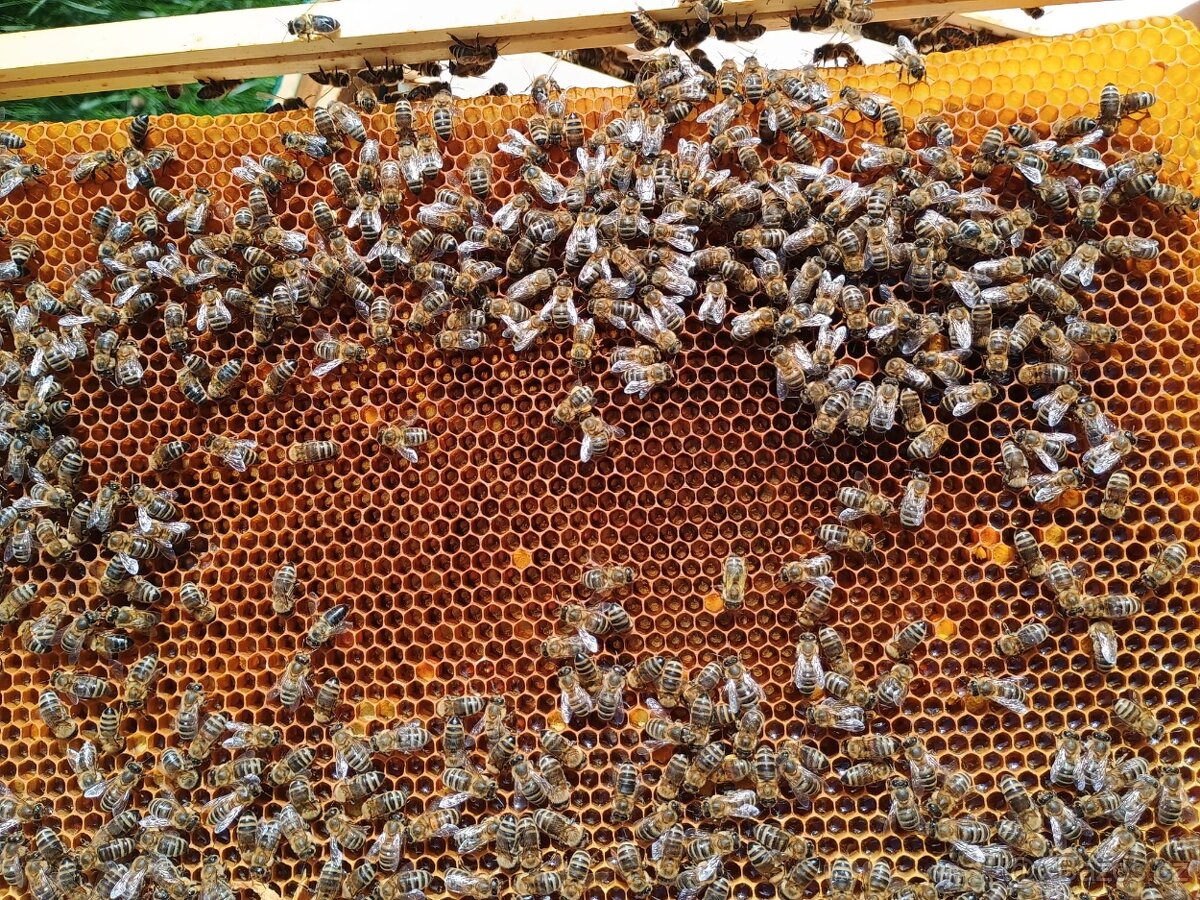 Včelí oddělky jaro 2026 - 3