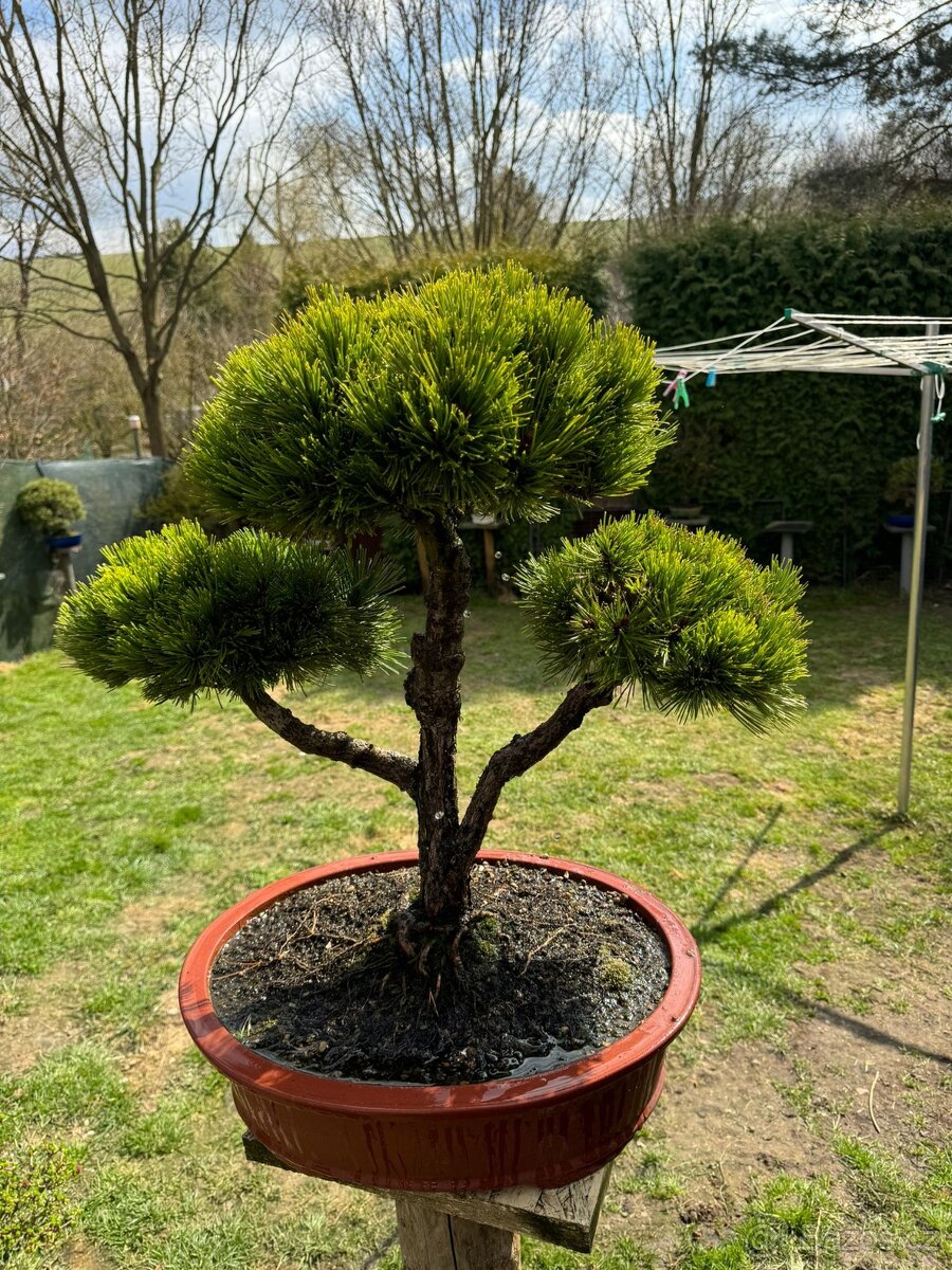 Bonsaj,bonsai Borovice - 3