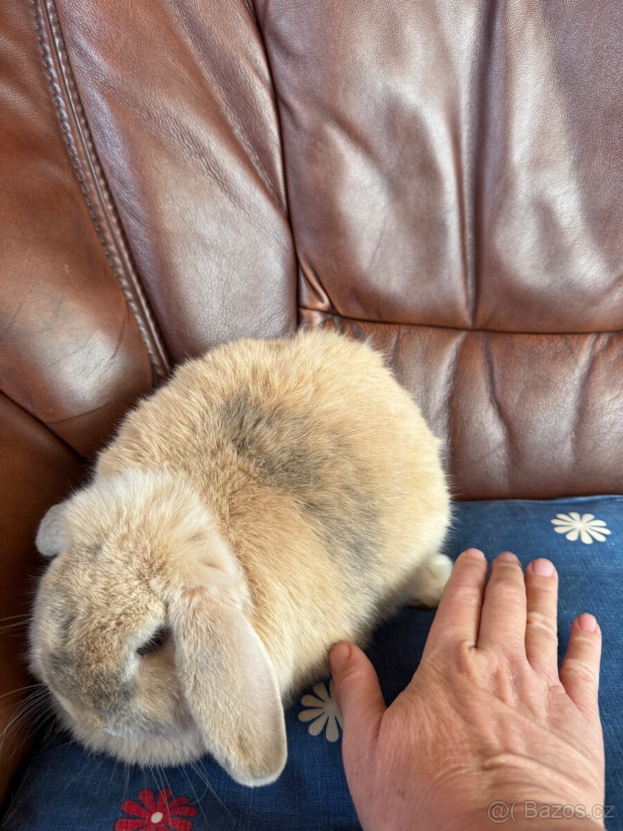 Minilop samičky - 3