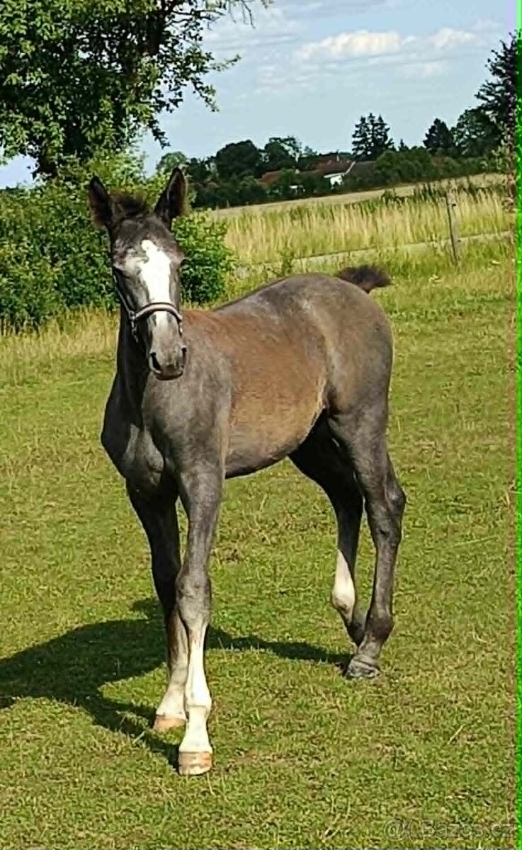 Starokladrubský hřebeček - 3