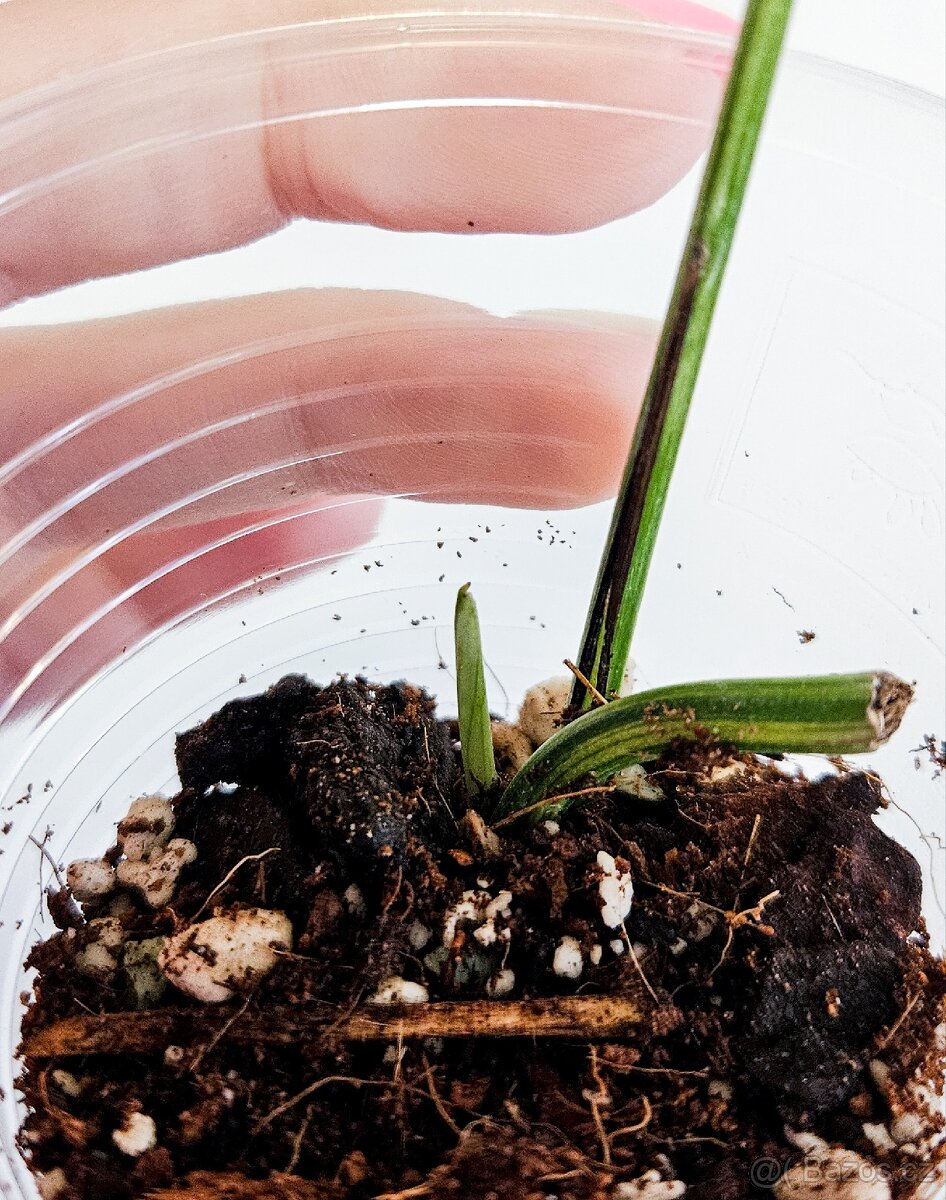 Epipremnum Pinnatum Marble Albo - 3