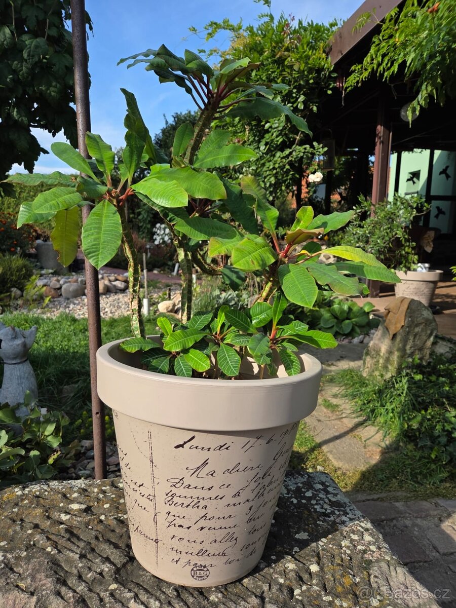 monstera, fíkus dubák, pryšec - 3