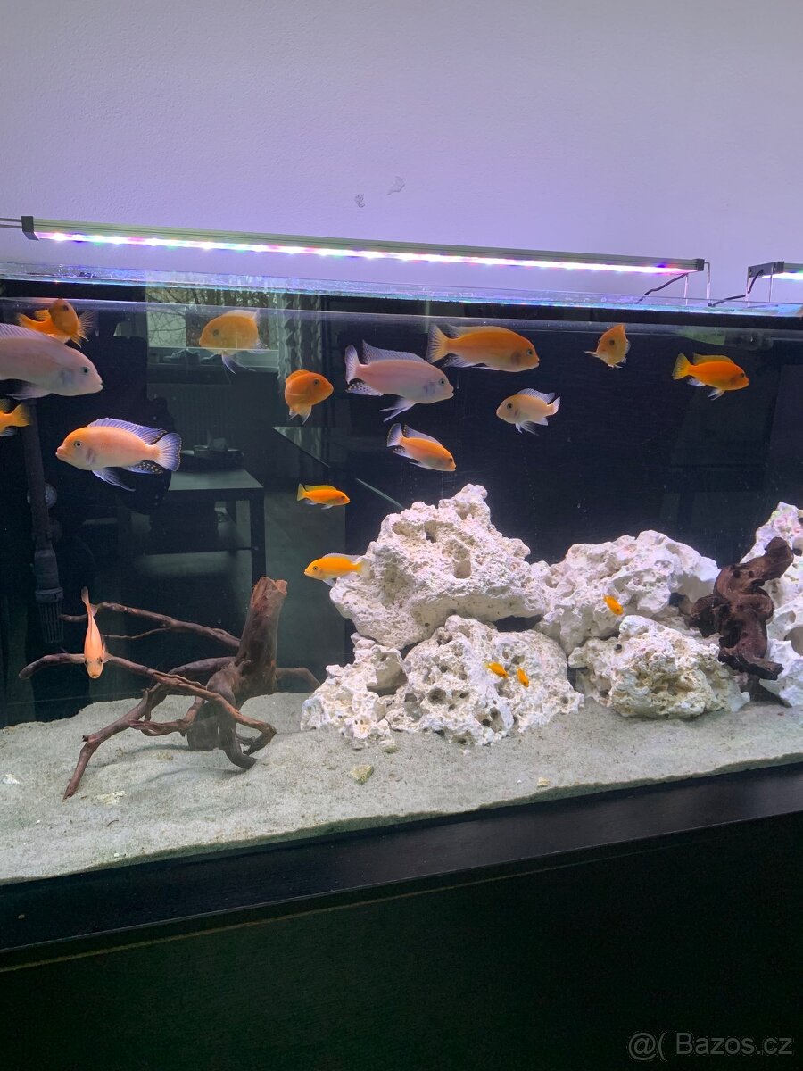 Akvárium - 3