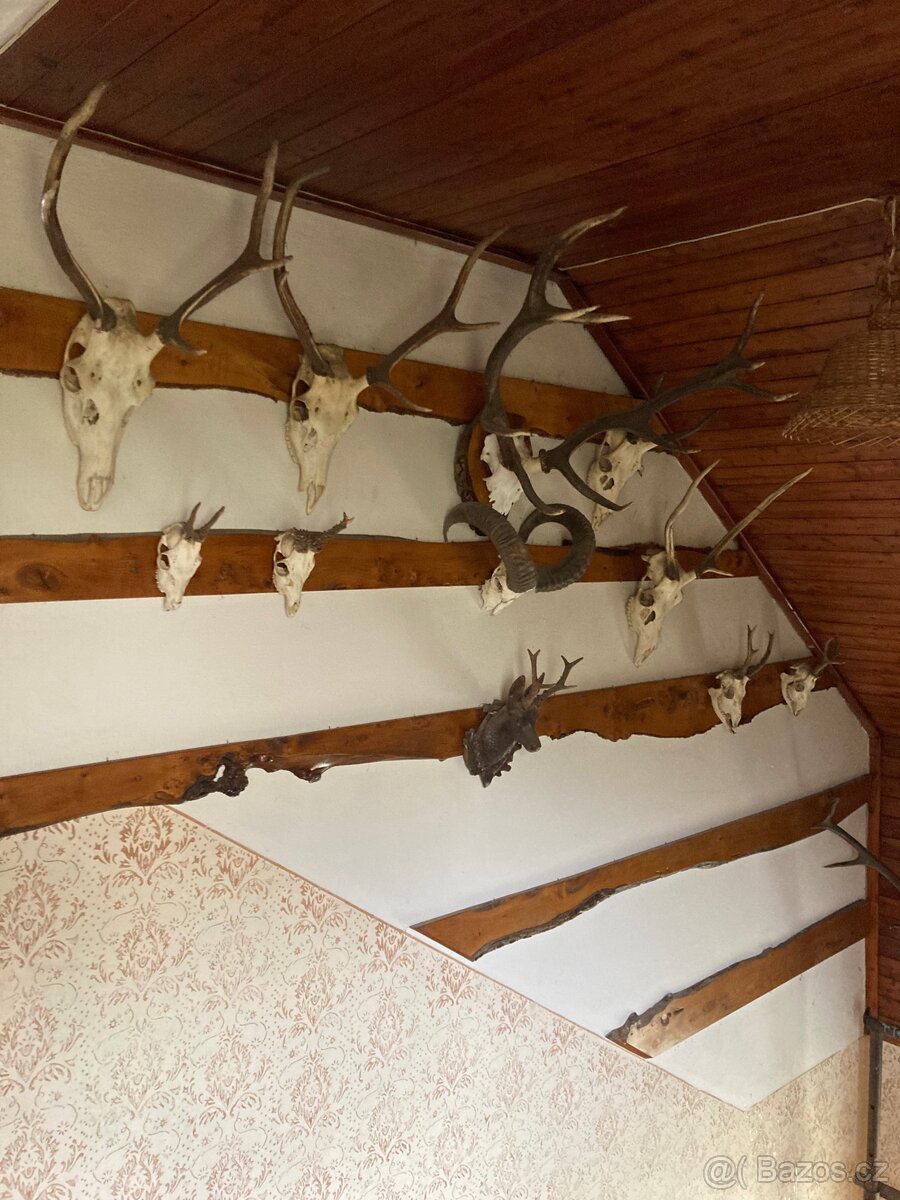 Lovecké trofeje - 3