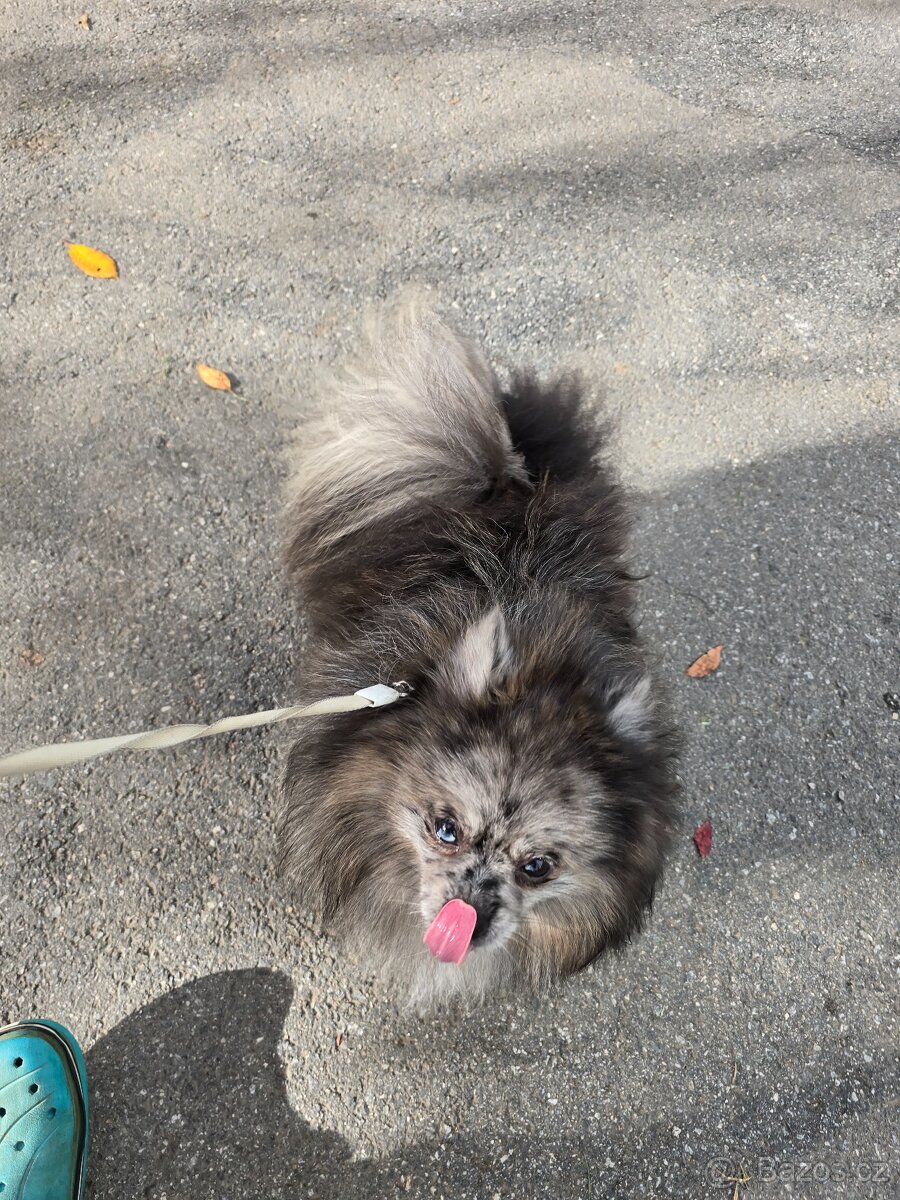 Pomeranian pejsek - 3