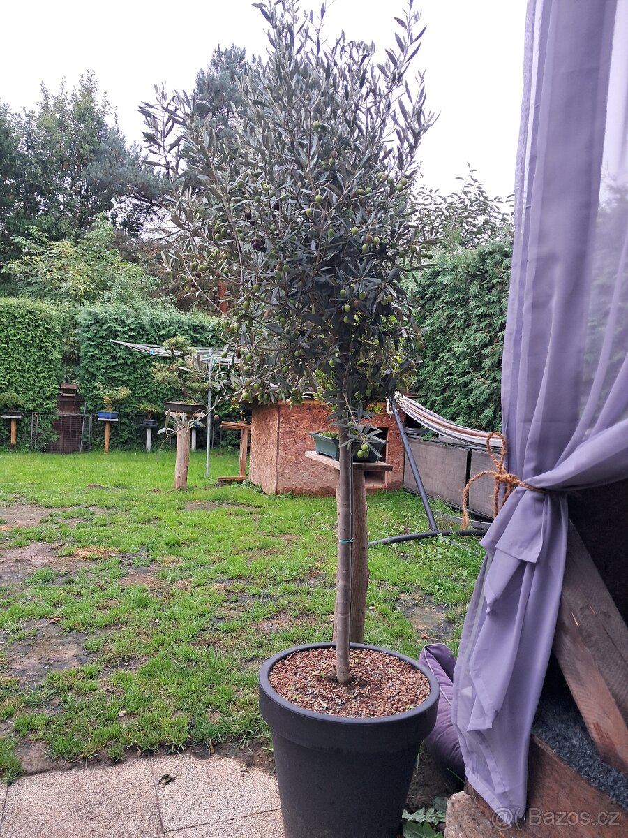 Olivovnik - 3