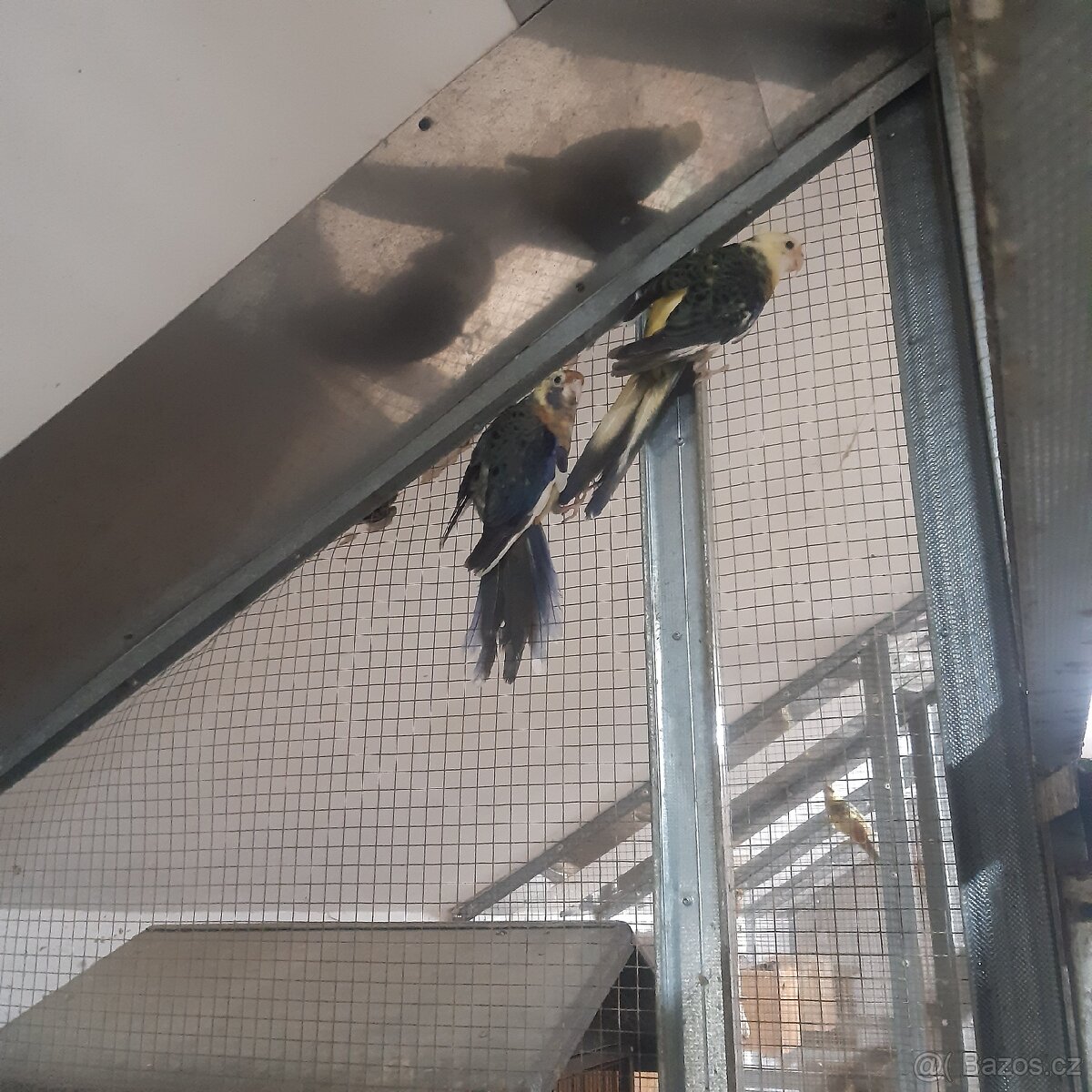 Rosela penant straka - 3