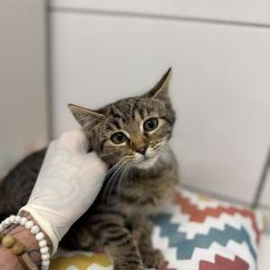 Milo, půlroční tygřice - 3