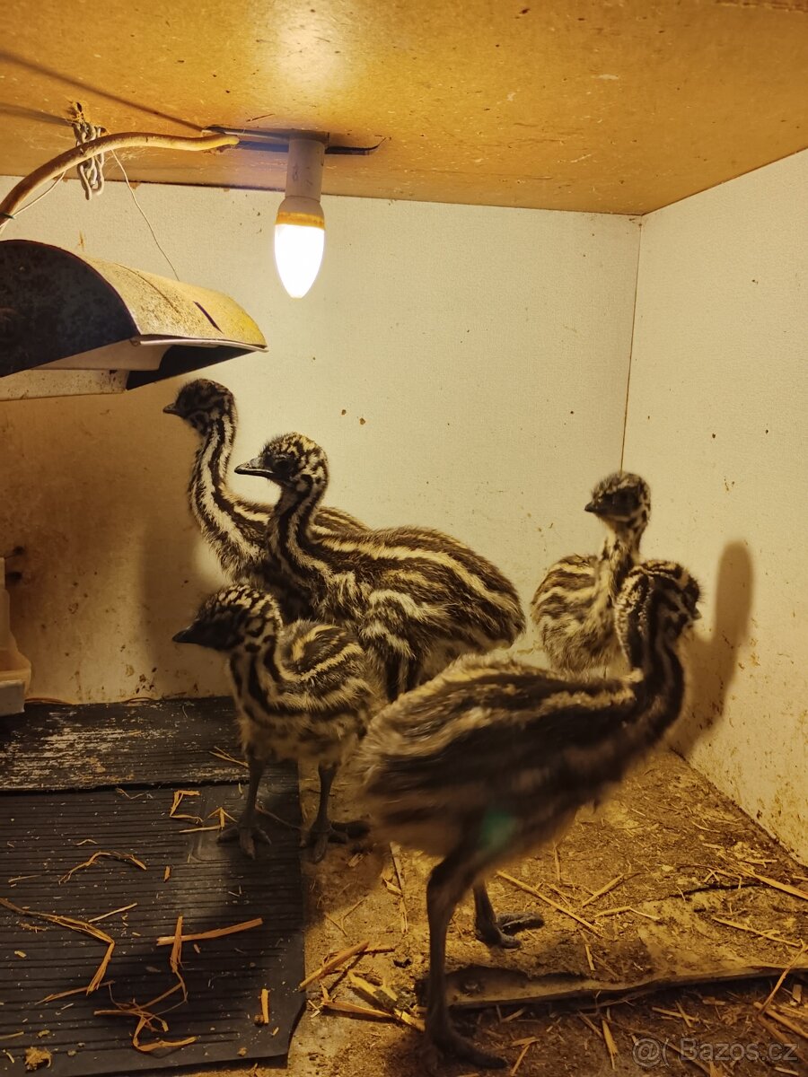Kuřata pštros - 3