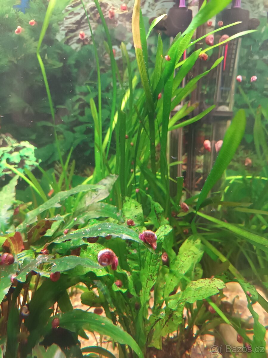 Akvarijní šneci - 3