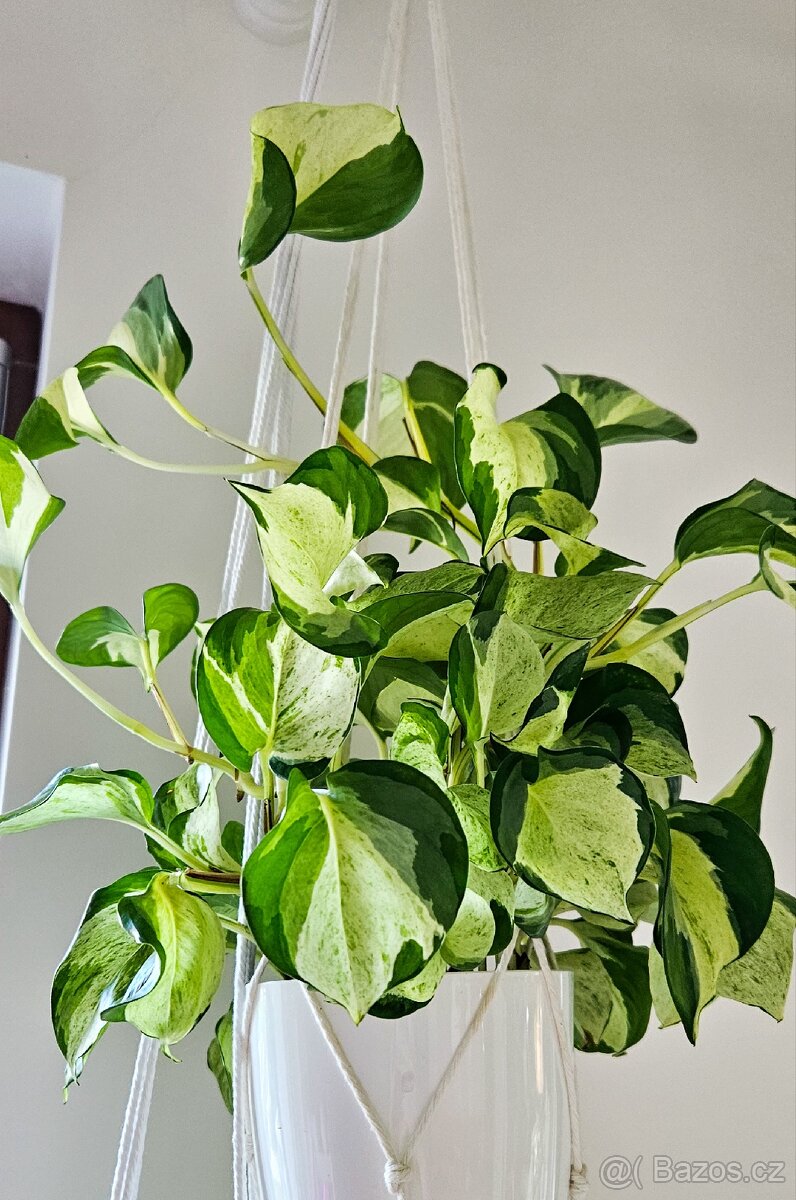 Epipremnum Happy Leaf - 3