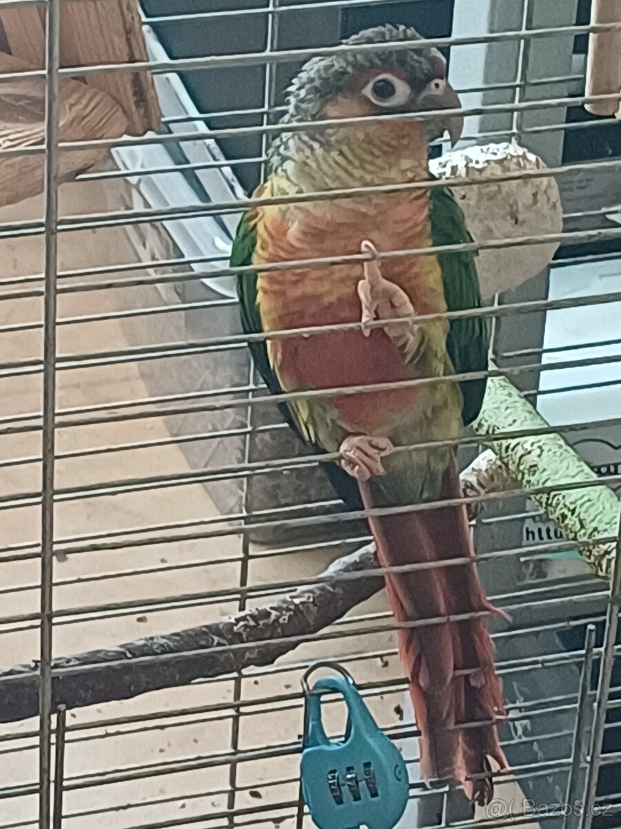 Pyrura -samec - 3