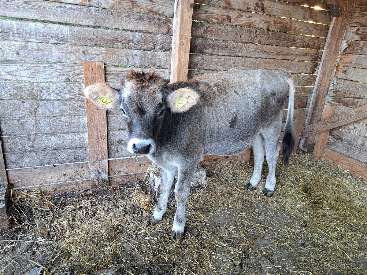 jalovička 7 měsíců - 3