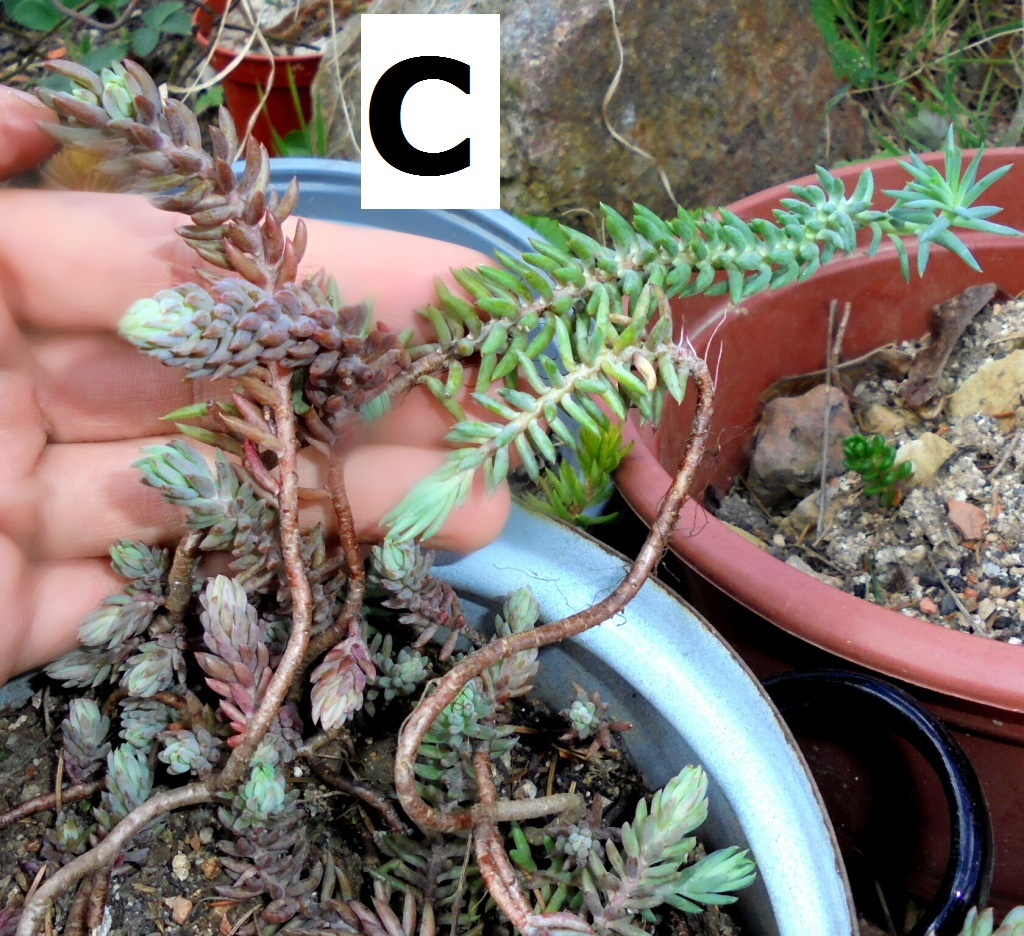 Skalničky - rozchodník - různé druhy, i barevné - 3