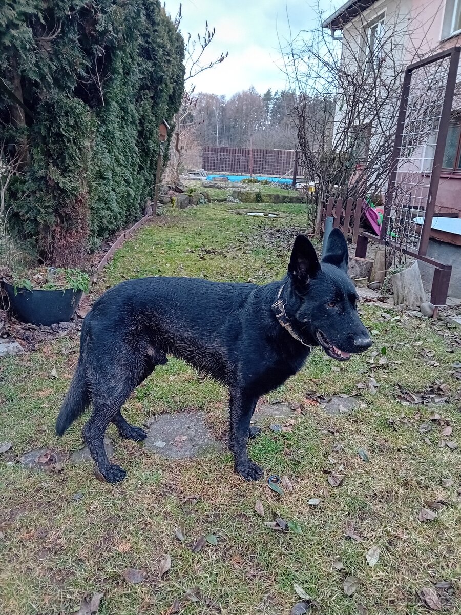 krytí německým ovcakem - 3