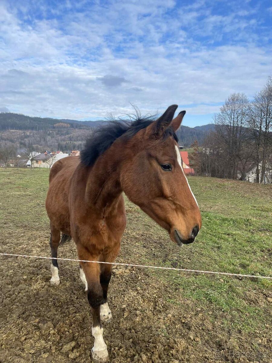 Všestranný valach - 3