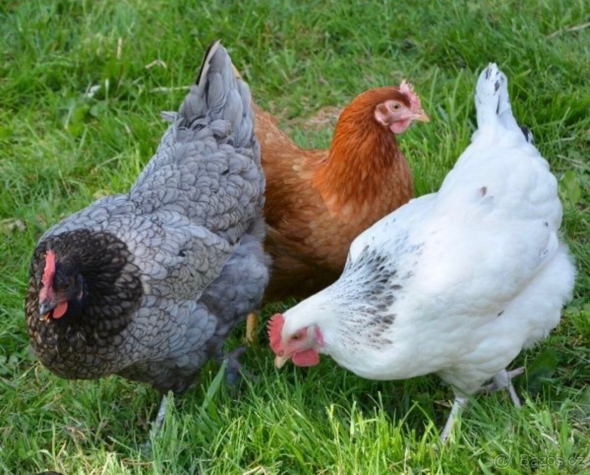 Daruji slepice a kuřátka,kraliky - 3