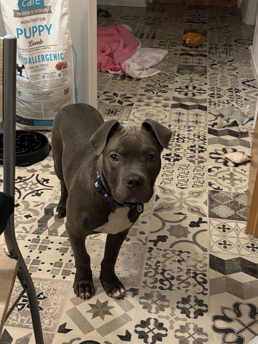 Prodám štěně American bully - 3