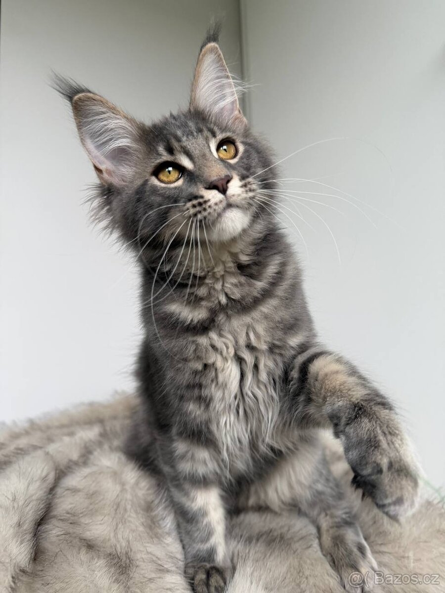 Mainská mývalí koťátka s PP - 3