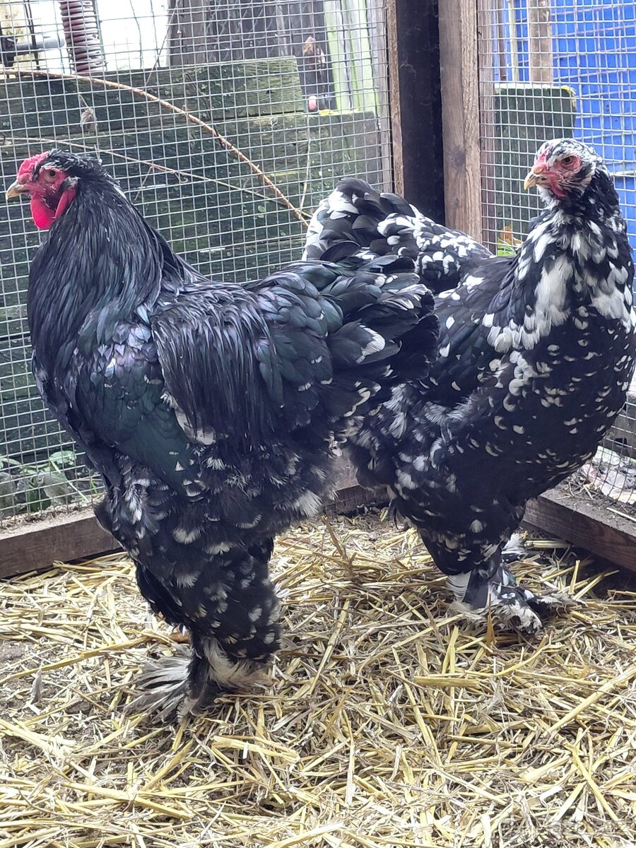 Nv brahmanka porcelanova a mottled - 3