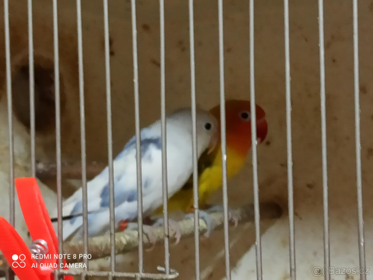 Agapornia Fischer - 3