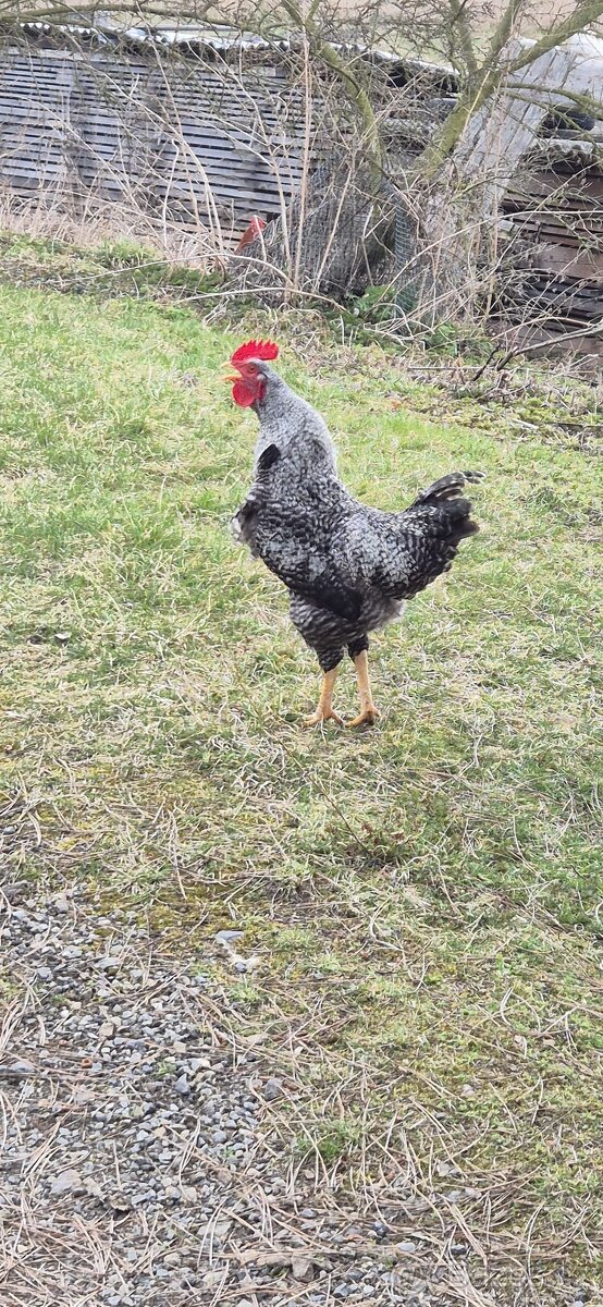 Kohouti na prodej - 3