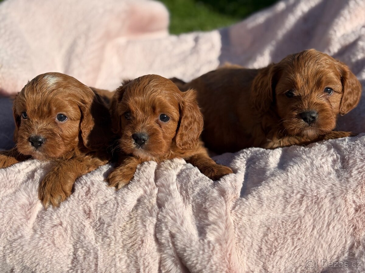 Cavapoo - 3