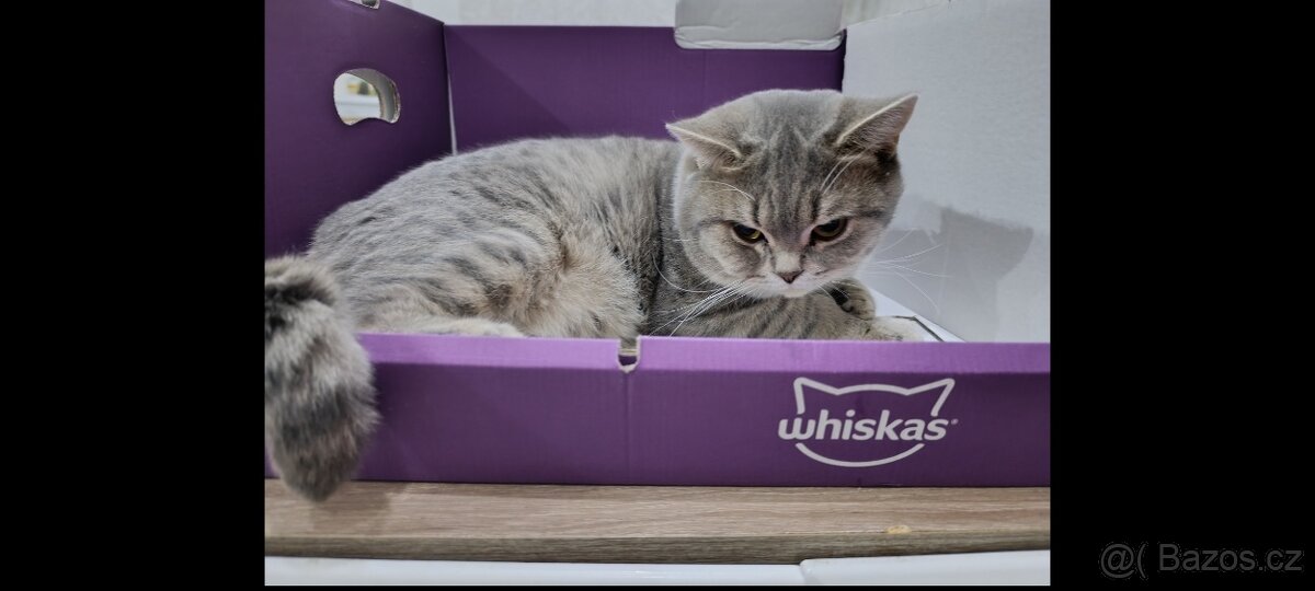 Nabízím kocoura whiskas stříbrný-lila ke krytí - 3