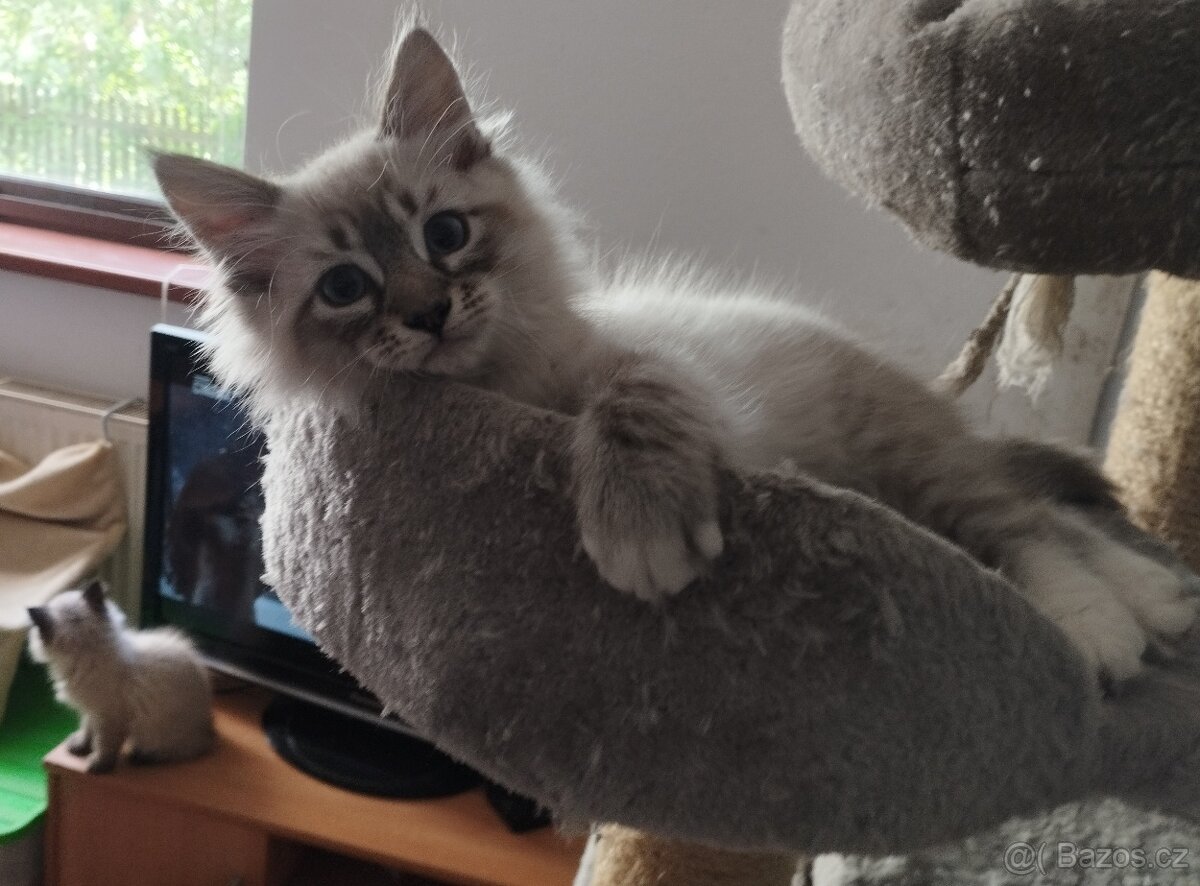 Ragdoll - 3
