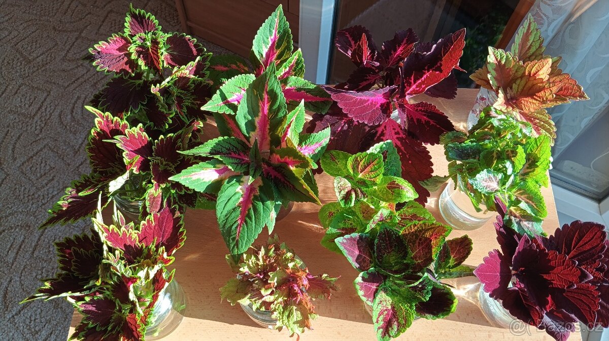 Africká barevná okrasná kopřiva - coleus - 3