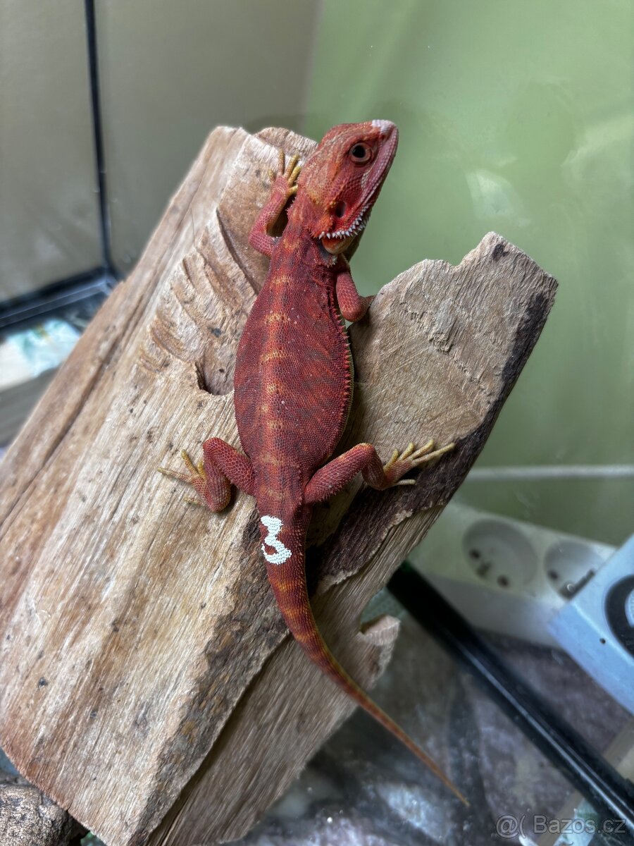 Agama vousata - sameček - 3