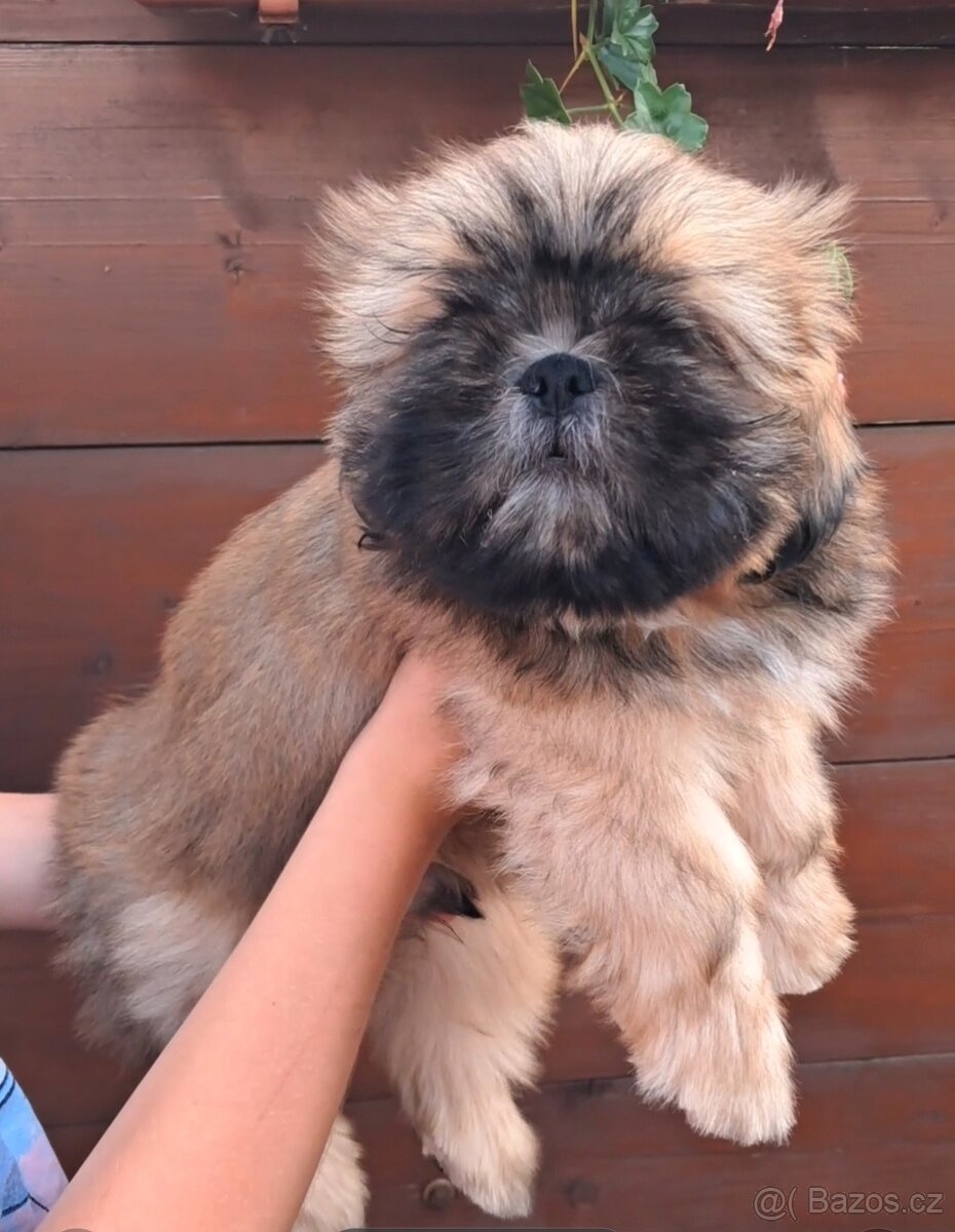SHIH TZU , SHIH-TZU s PP - 3