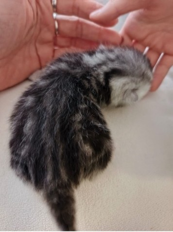 Whiskas kotatka stříbrná - 3