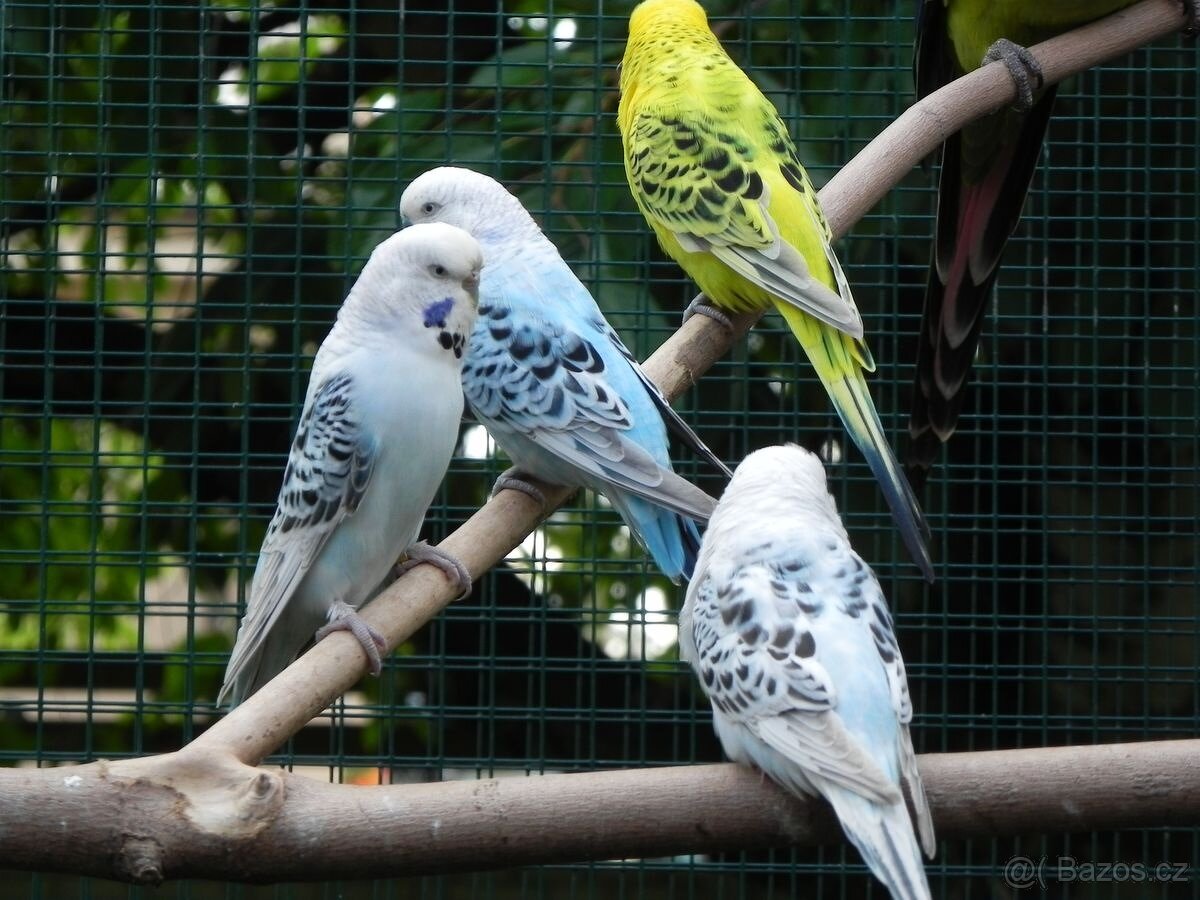 Andulky TCB - Texas Clear Body 2025 - 3